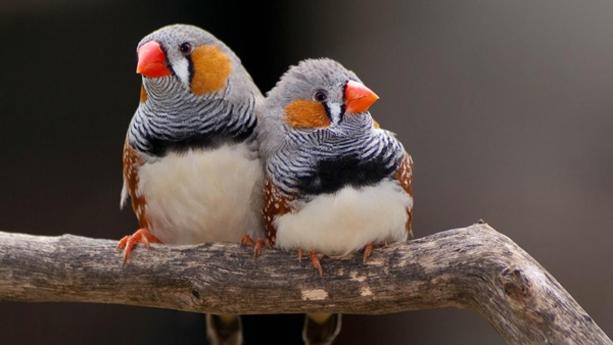 Learn the HR value of Compensatory Investment from Zebra finch